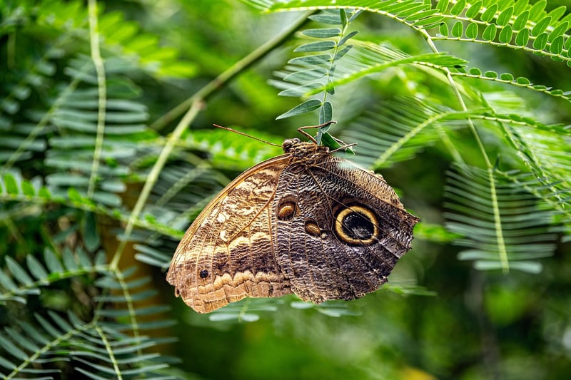 Butterfly Effect Mitigation