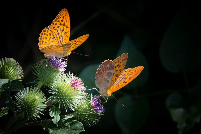 Butterfly Image